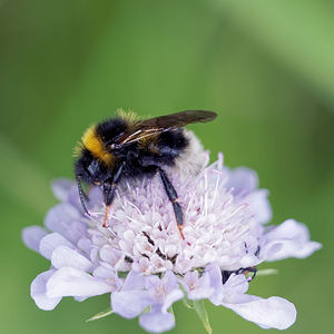 Bombus terrestris (Apidae)  - Bourdon terrestre - Buff-tailed Bumble Bee Doubs [France] 30/06/2017 - 840m