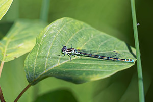 Coenagrion puella (Coenagrionidae)  - Agrion jouvencelle - Azure Damselfly Jura [France] 30/06/2017 - 870m