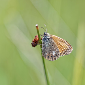 Coenonympha glycerion (Nymphalidae)  - Fadet de la Mélique Doubs [France] 28/06/2017 - 750m