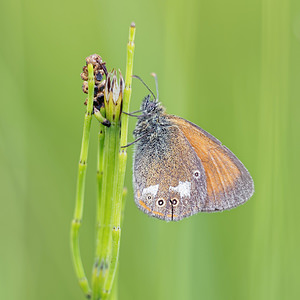 Coenonympha glycerion (Nymphalidae)  - Fadet de la Mélique Doubs [France] 28/06/2017 - 790m