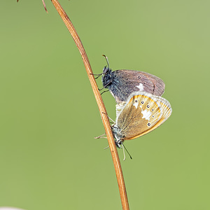 Coenonympha glycerion (Nymphalidae)  - Fadet de la Mélique Doubs [France] 28/06/2017 - 790m
