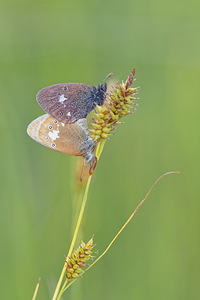 Coenonympha glycerion (Nymphalidae)  - Fadet de la Mélique Doubs [France] 28/06/2017 - 790m