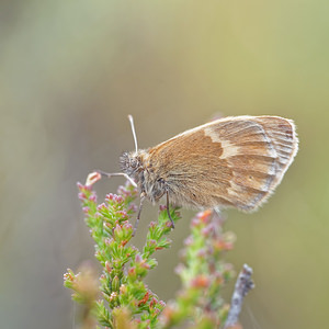 Coenonympha tullia (Nymphalidae)  - Fadet des tourbières - Large Heath Jura [France] 29/06/2017 - 870m