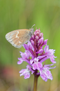 Coenonympha tullia (Nymphalidae)  - Fadet des tourbières - Large Heath Jura [France] 29/06/2017 - 870m