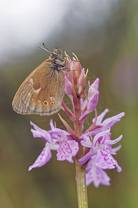 Coenonympha tullia (Nymphalidae)  - Fadet des tourbières - Large Heath Jura [France] 29/06/2017 - 870m