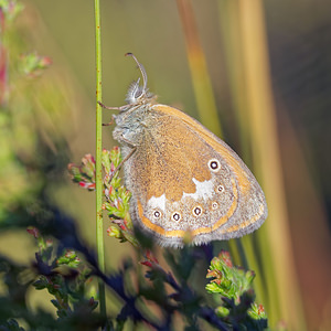 Coenonympha tullia (Nymphalidae)  - Fadet des tourbières - Large Heath Jura [France] 30/06/2017 - 870m