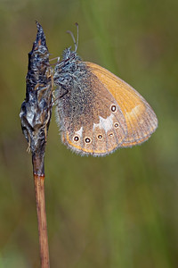 Coenonympha tullia (Nymphalidae)  - Fadet des tourbières - Large Heath Jura [France] 30/06/2017 - 870m