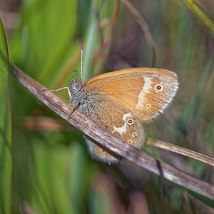 Coenonympha tullia (Nymphalidae)  - Fadet des tourbières - Large Heath Jura [France] 30/06/2017 - 870m