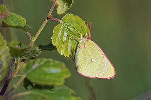 Colias palaeno (Pieridae)  - Solitaire - Moorland Clouded Yellow Jura [France] 30/06/2017 - 870m