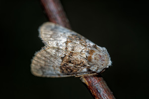 Colocasia coryli (Noctuidae)  - Noctuelle du Coudrier - Nut-tree Tussock Meuse [France] 26/06/2017 - 360m