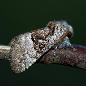 Colocasia coryli (Noctuidae)  - Noctuelle du Coudrier - Nut-tree Tussock Meuse [France] 26/06/2017 - 360m