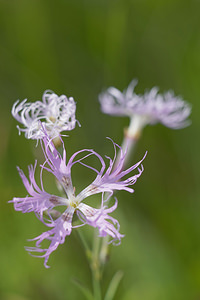 Dianthus superbus (Caryophyllaceae)  - oeillet superbe, oeillet magnifique, oeillet à plumet - Large Pink Doubs [France] 30/06/2017 - 840m