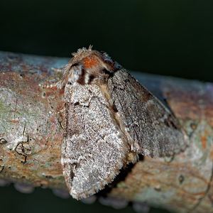 Drymonia obliterata (Notodontidae)  - Ardoisée Meuse [France] 26/06/2017 - 360m