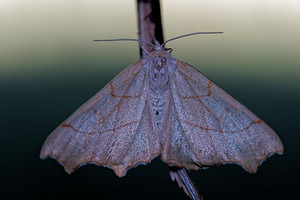 Ennomos quercinaria (Geometridae)  - Ennomos du Chêne - August Thorn Meuse [France] 26/06/2017 - 360m