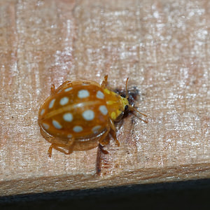 Halyzia sedecimguttata (Coccinellidae)  - Grande coccinelle orange - 16-spot Ladybird [Halyzia sedecimguttata] Meuse [France] 26/06/2017 - 360m