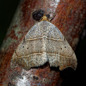 Laspeyria flexula (Erebidae)  - Crochet - Beautiful Hook-tip Meuse [France] 26/06/2017 - 360m