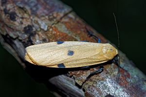 Lithosia quadra (Erebidae)  - Lithosie quadrille - Four-spotted Footman Meuse [France] 26/06/2017 - 360m