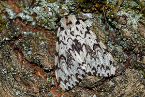 Lymantria monacha (Erebidae)  - Nonne - Black Arches Philippeville [Belgique] 25/06/2017 - 220m