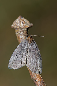 Ochropacha duplaris (Drepanidae)  - Double-Ligne, Bipoint - Common Lutestring Philippeville [Belgique] 25/06/2017 - 220m