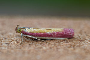 Oncocera semirubella (Pyralidae)  - Ilythie incarnat Philippeville [Belgique] 25/06/2017 - 220m