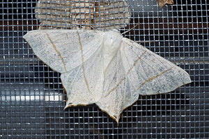 Ourapteryx sambucaria (Geometridae)  - Phalène du Sureau - Swallow-tailed Moth Meuse [France] 26/06/2017 - 360m