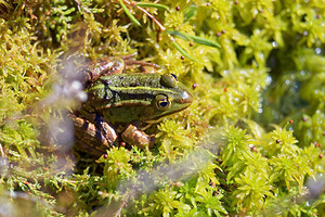 Pelophylax kl. esculentus (Ranidae)  - Grenouille verte, Grenouille commune - Edible Frog Jura [France] 30/06/2017 - 870m