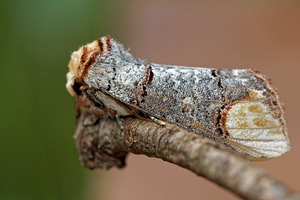 Phalera bucephala (Notodontidae)  - Bucéphale, Lunule - Buff-tip Philippeville [Belgique] 25/06/2017 - 220m