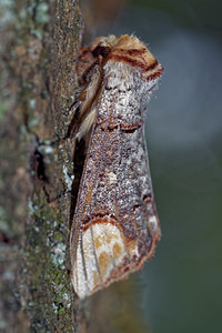Phalera bucephala (Notodontidae)  - Bucéphale, Lunule - Buff-tip Philippeville [Belgique] 25/06/2017 - 220m