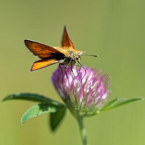 Thymelicus sylvestris (Hesperiidae)  - Hespérie de la Houque - Small Skipper Doubs [France] 28/06/2017 - 770m