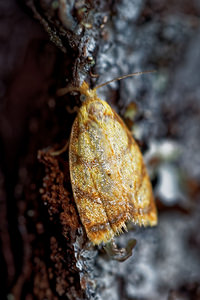 Acleris bergmanniana (Tortricidae)  Jura [France] 09/07/2017 - 1040m