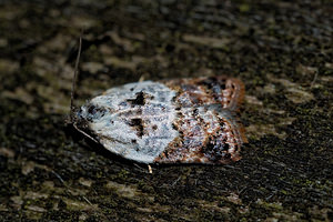 Acleris variegana (Tortricidae)  - Garden Rose Tortrix Cote-d'Or [France] 14/07/2017 - 420m