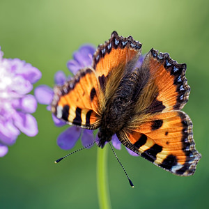 Aglais urticae (Nymphalidae)  - Petite Tortue, Vanesse de l'Ortie, Petit-Renard - Small Tortoiseshell Jura [France] 04/07/2017 - 1400m