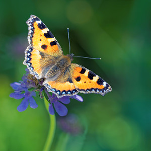 Aglais urticae (Nymphalidae)  - Petite Tortue, Vanesse de l'Ortie, Petit-Renard - Small Tortoiseshell Jura [France] 04/07/2017 - 1400m