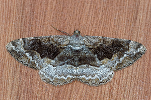 Alcis repandata (Geometridae)  - Boarmie recourbée - Mottled Beauty Jura [France] 09/07/2017 - 1030m