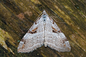 Aplocera praeformata (Geometridae)  - Rayure montagnarde - Purple Treble-bar Ain [France] 03/07/2017 - 810m