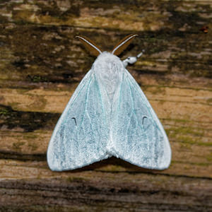 Arctornis l-nigrum (Erebidae)  - L-noir - Black V Moth Ain [France] 03/07/2017 - 810m