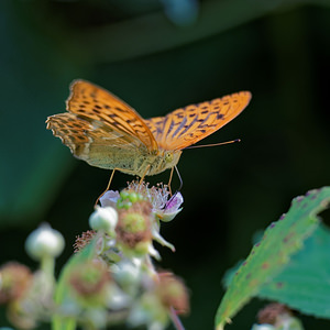 Argynnis paphia Tabac d'Espagne, Nacré vert, Barre argentée, Empereur Silver-washed Fritillary