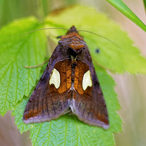 Autographa bractea (Noctuidae)  - Feuille d'Or - Gold Spangle Ain [France] 07/07/2017 - 900m