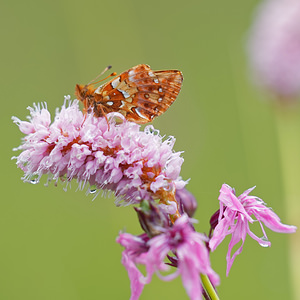 Boloria aquilonaris (Nymphalidae)  - Nacré de la Canneberge Jura [France] 02/07/2017 - 1200m