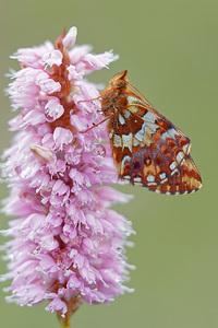 Boloria aquilonaris (Nymphalidae)  - Nacré de la Canneberge Jura [France] 02/07/2017 - 1200m