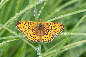 Boloria selene (Nymphalidae)  - Petit Collier argenté - Small Pearl-bordered Fritillary Jura [France] 02/07/2017 - 1200m