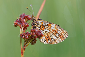 Boloria selene (Nymphalidae)  - Petit Collier argenté - Small Pearl-bordered Fritillary Jura [France] 02/07/2017 - 1200m