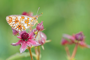 Boloria selene (Nymphalidae)  - Petit Collier argenté - Small Pearl-bordered Fritillary Jura [France] 02/07/2017 - 1210m