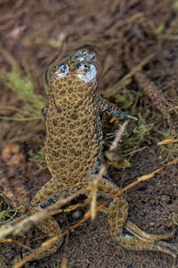 Bombina variegata (Bombinatoridae)  - Sonneur à ventre jaune - Yellow-bellied Toad Ain [France] 06/07/2017 - 400m