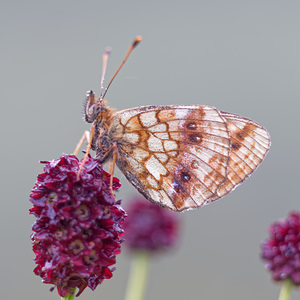 Brenthis ino (Nymphalidae)  - Nacré de la Sanguisorbe Jura [France] 02/07/2017 - 1150m