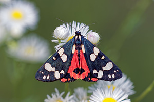 Callimorpha dominula (Erebidae)  - Ecaille marbrée, Ecaille lustrée - Scarlet Tiger Ain [France] 06/07/2017 - 540m