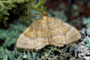 Camptogramma bilineata (Geometridae)  - Brocatelle d'or - Yellow Shell Vosges [France] 13/07/2017 - 970m