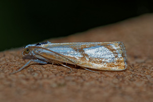 Catoptria permutatellus (Crambidae)  - Crambus permuté Ain [France] 03/07/2017 - 810m