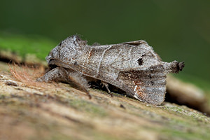 Clostera anachoreta (Notodontidae)  - Anachorète, Hausse-Queue fourchue - Scarce Chocolate-tip Ardennes [France] 16/07/2017 - 160m