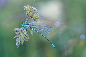 Coenagrion puella (Coenagrionidae)  - Agrion jouvencelle - Azure Damselfly Jura [France] 03/07/2017 - 1130m